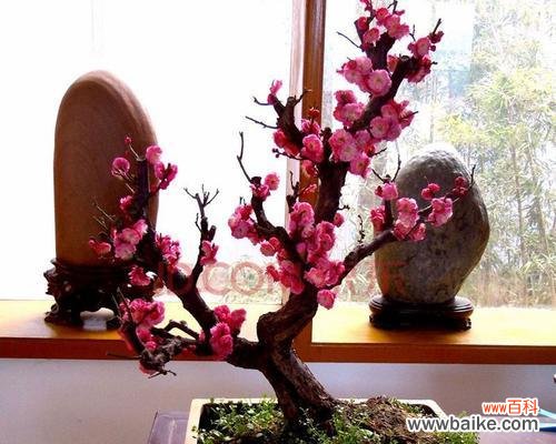 庭院梅花寓意与生活的启示 庭院梅花