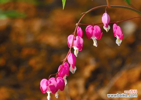 用兔儿牡丹传递勇气和希望的秘密 兔儿牡丹花语