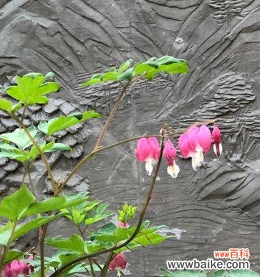 用兔儿牡丹传递勇气和希望的秘密 兔儿牡丹花语