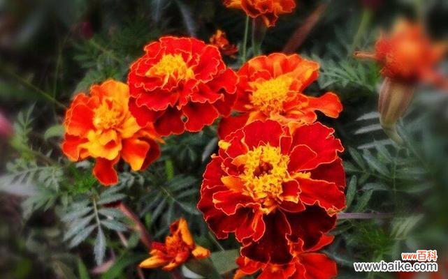 花开长久 万寿菊的奇妙寓意与传说