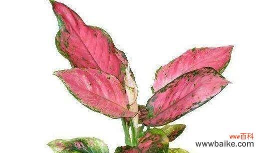 探寻万年青的奇迹与智慧 万年青-传承生命的永恒