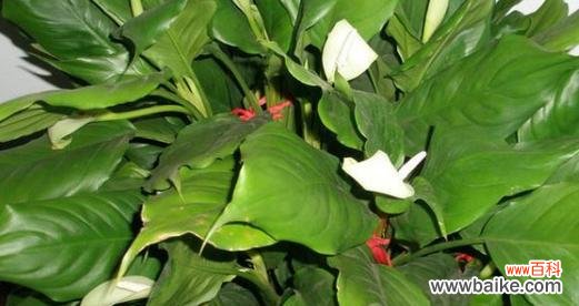 探寻万年青的奇迹与智慧 万年青-传承生命的永恒