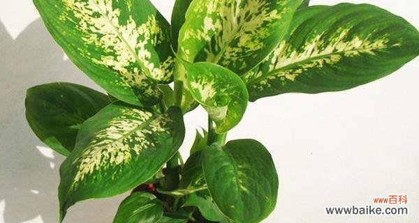 探究万年青盛开的美丽与意义 万年青开花的寓意