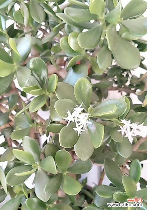 探究万年青盛开的美丽与意义 万年青开花的寓意