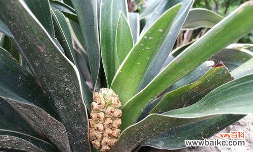 探究万年青盛开的美丽与意义 万年青开花的寓意