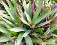 生命力永远不息 万年青的象征意义与寓意