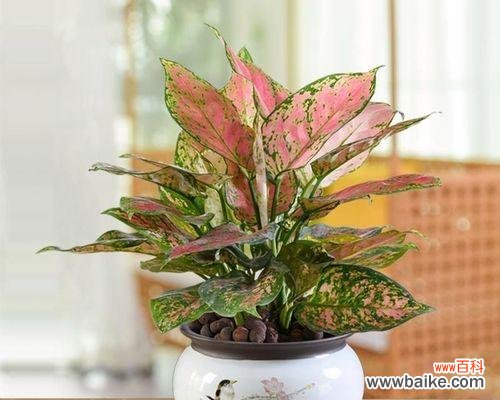 生命力永远不息 万年青的象征意义与寓意