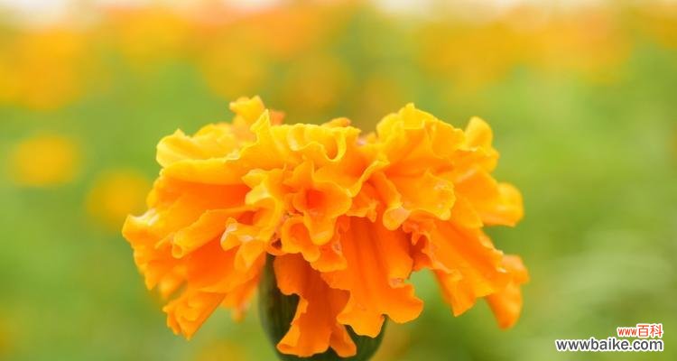 传承万年的花海传奇 万寿菊花语