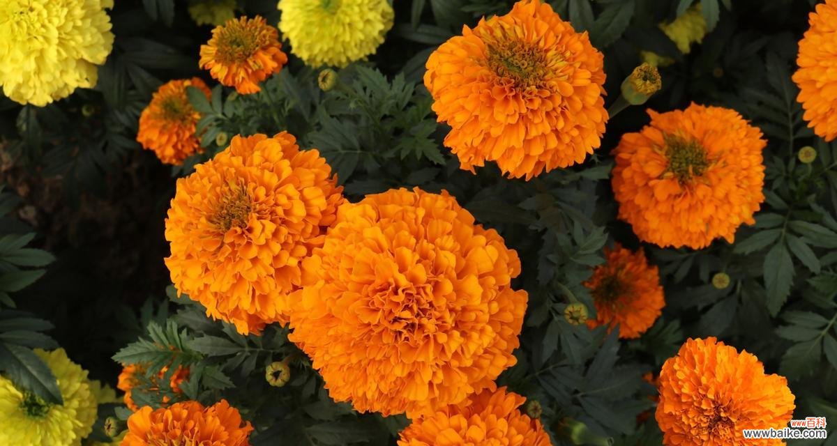 传承万年的花海传奇 万寿菊花语