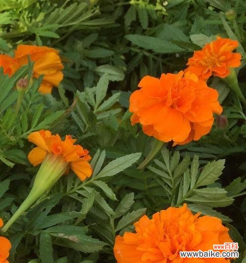 传承万年的花海传奇 万寿菊花语