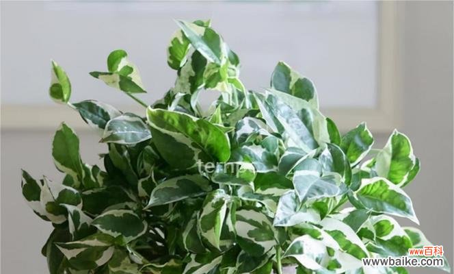 探寻绿萝在网络文化中的象征与共鸣 网络上绿萝的意义与传播