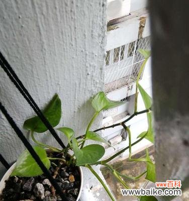 揭秘网络语中的“绿萝”密码 绿萝的网络语意义与魅力