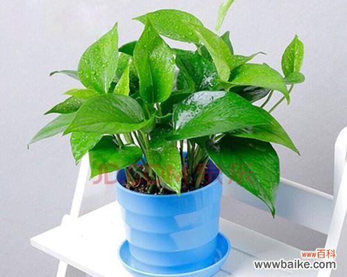 揭秘网络语中的“绿萝”密码 绿萝的网络语意义与魅力