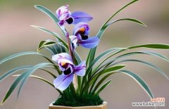 寓意深远 文兰花