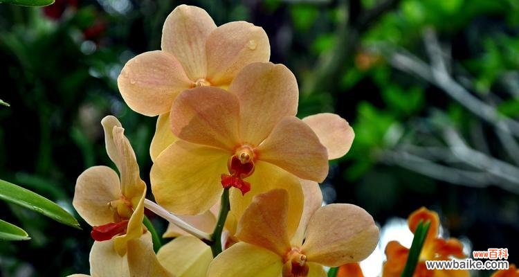 寓意深远 文兰花