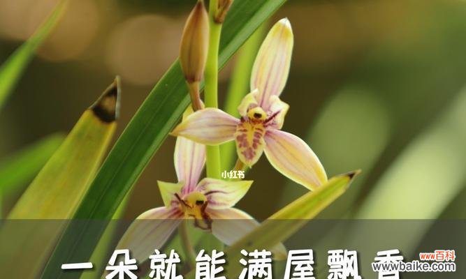 寓意深远 文兰花