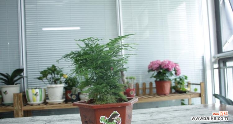 探秘文竹的文化内涵与象征意义 文竹之象征与寓意