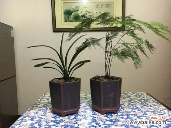 家庭养花怎样正确的选择花盆