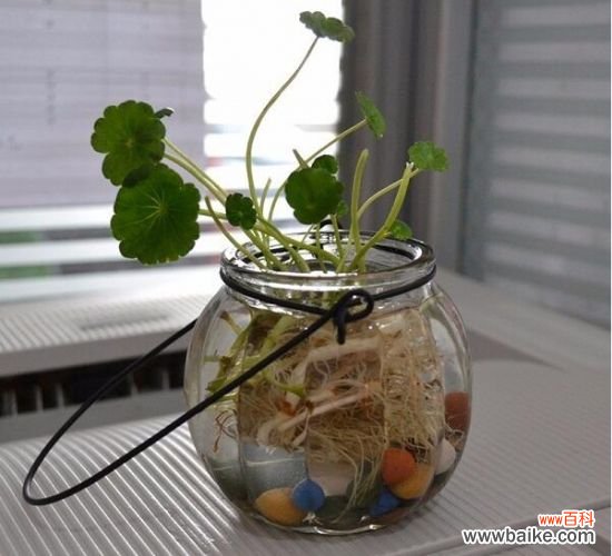 家庭养花怎样正确的选择花盆