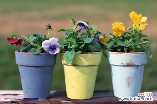 家庭养花怎样正确的选择花盆