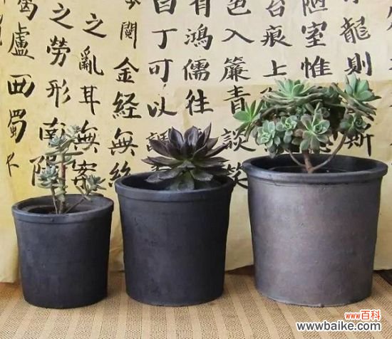 家庭养花怎样正确的选择花盆