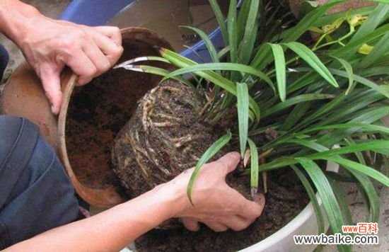 盆栽什么时候需要换盆？