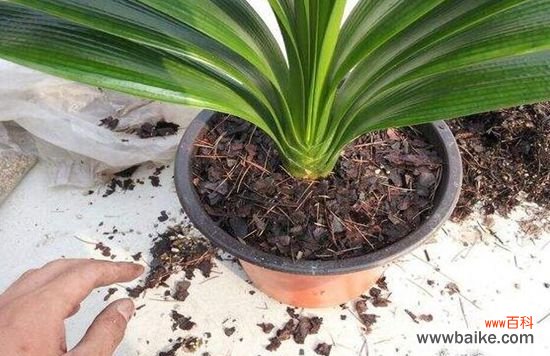 盆栽什么时候需要换盆？