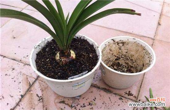 盆栽什么时候需要换盆？