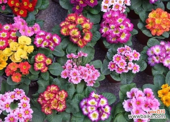 怎样使盆栽报春花开花不断