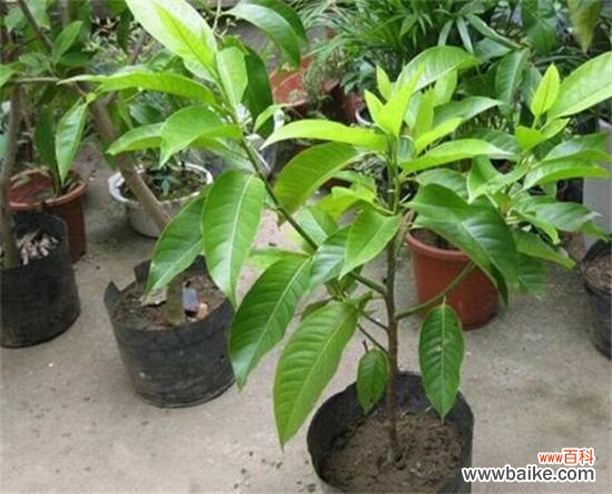 白兰花室内养殖方法，注意浇水/施肥/病虫害即可