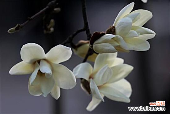 白兰花室内养殖方法，注意浇水/施肥/病虫害即可