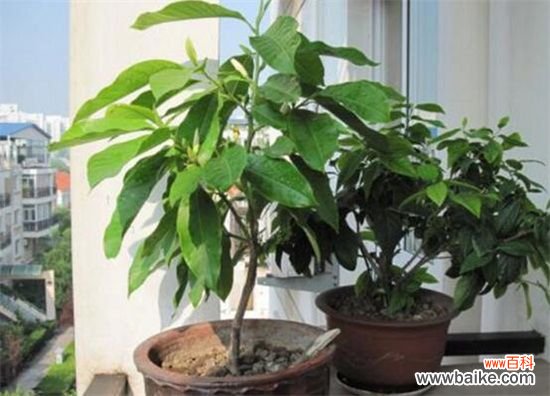 白兰花室内养殖方法，注意浇水/施肥/病虫害即可