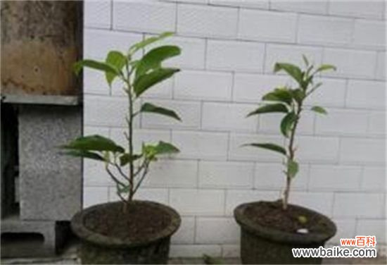 白兰花室内养殖方法，注意浇水/施肥/病虫害即可