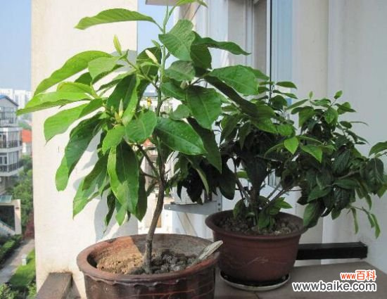 白兰花可以放在卧室吗？香味浓烈刺激性大