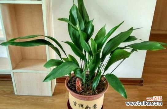 白兰花可以放在卧室吗？香味浓烈刺激性大