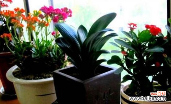 白兰花可以放在卧室吗？香味浓烈刺激性大