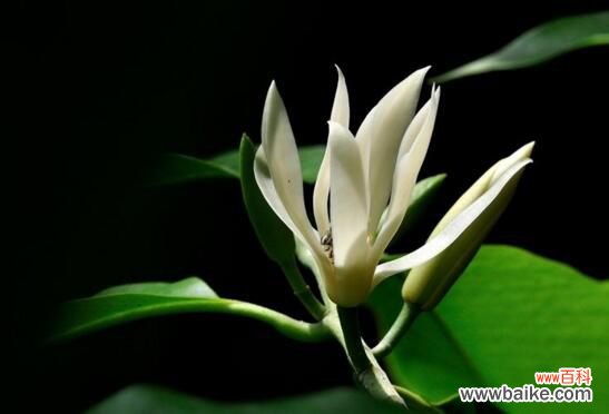 白兰花可以放在卧室吗？香味浓烈刺激性大