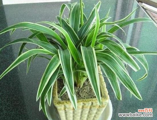 卧室放什么植物最好?龟背竹净化空气还能添福添寿和招财