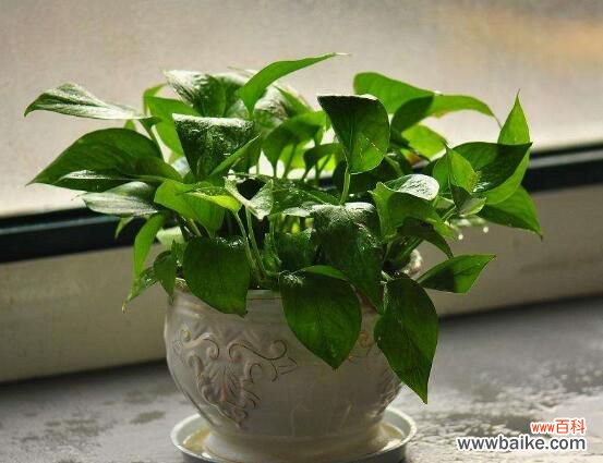 卧室放什么植物最好?龟背竹净化空气还能添福添寿和招财