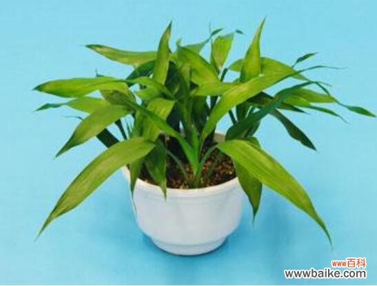 卧室放什么植物最好?龟背竹净化空气还能添福添寿和招财