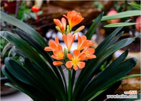 卧室放什么植物最好?龟背竹净化空气还能添福添寿和招财