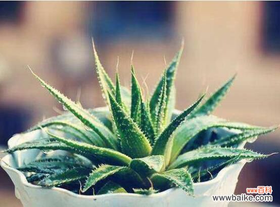 卧室放什么植物最好?龟背竹净化空气还能添福添寿和招财