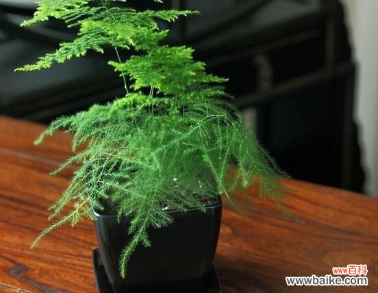 卧室放什么植物最好?龟背竹净化空气还能添福添寿和招财