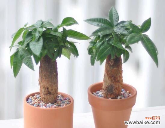 卧室放什么植物最好?龟背竹净化空气还能添福添寿和招财