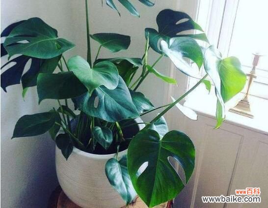 卧室放什么植物最好?龟背竹净化空气还能添福添寿和招财