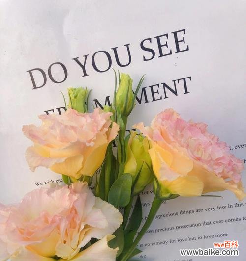 探索桔梗的神秘语言，了解不同颜色的含义 桔梗花语，缤纷色彩的寓意