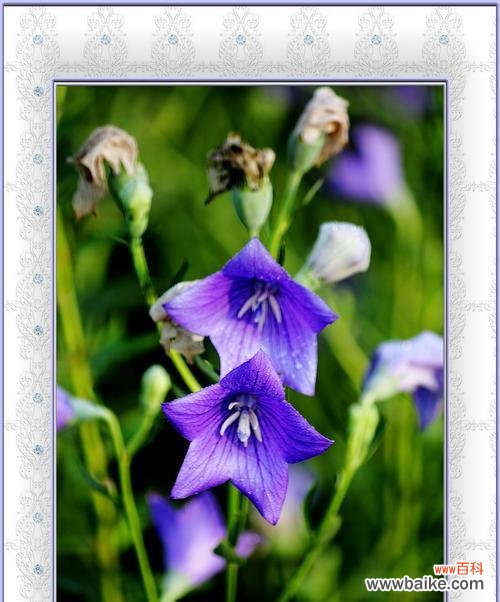 探索桔梗的神秘语言，了解不同颜色的含义 桔梗花语，缤纷色彩的寓意