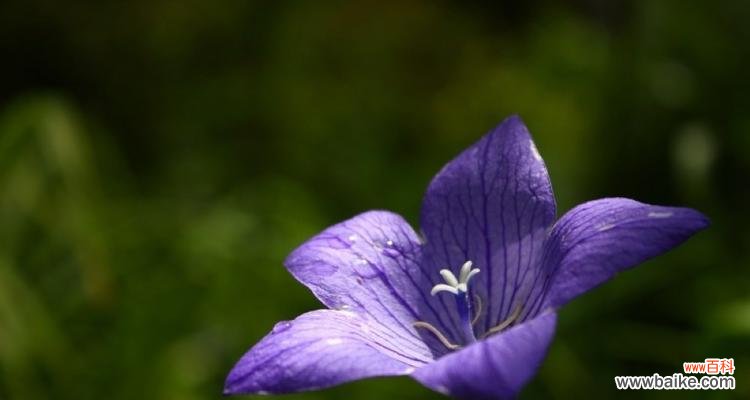 探索桔梗的神秘语言，了解不同颜色的含义 桔梗花语，缤纷色彩的寓意