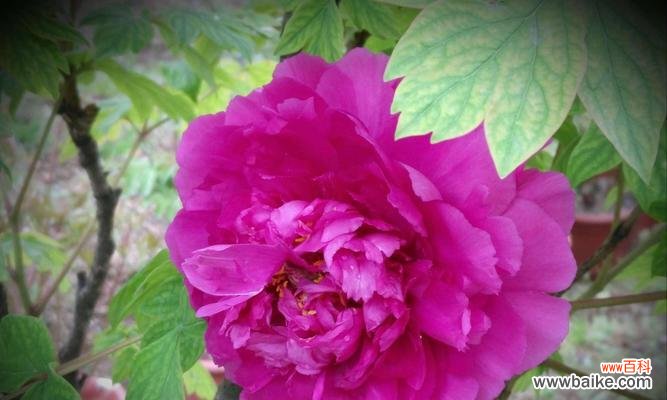 探寻红牡丹和紫牡丹花的象征意义 红牡丹与紫牡丹的花语