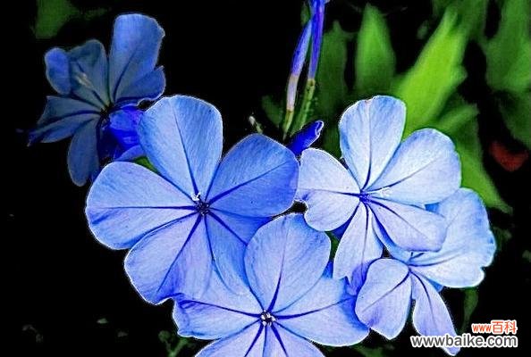 揭秘蓝花丹的含义与象征 探寻蓝花丹的花语